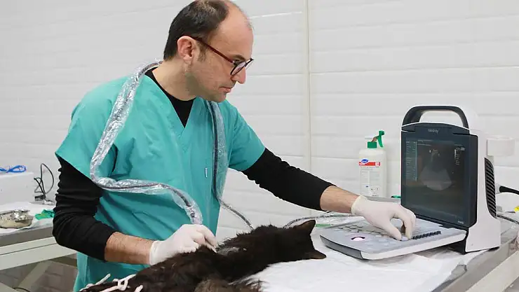 Bayraklı Belediyesi sokak hayvanları için klinik açtı