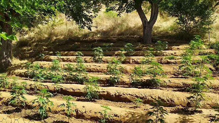 Bingöl’de kenevir tarlası baskını