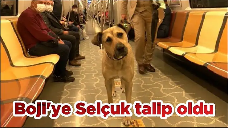 Boji'ye Selçuk talip oldu