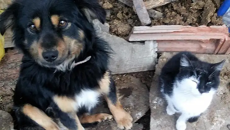 Boncuğu bulana ödül