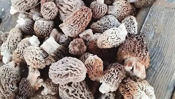 Bu mantarın kilosu gram altınla yarışıyor