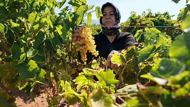 Buca'da bağ bozumu zamanı