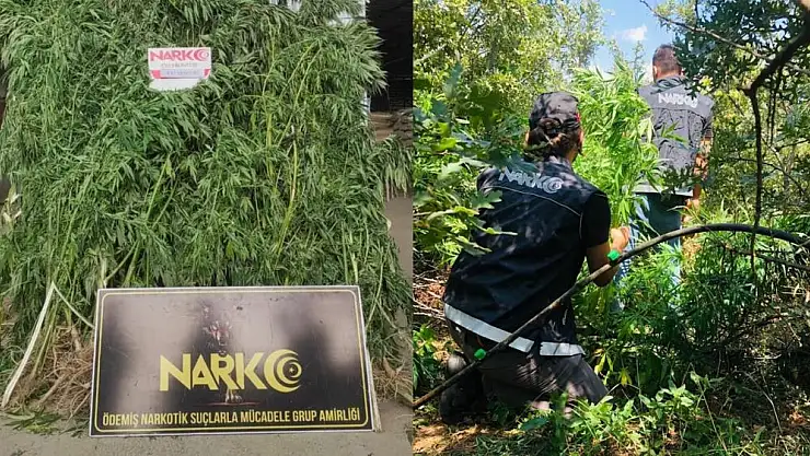 Büyük Çaplı Kenevir Ormanı Operasyonu