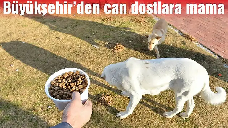 Büyükşehir'den can dostlara mama
