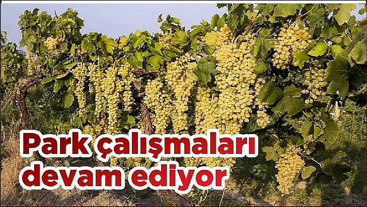 Çekirdeksiz sultani üzümde ihracat yarın başlıyor