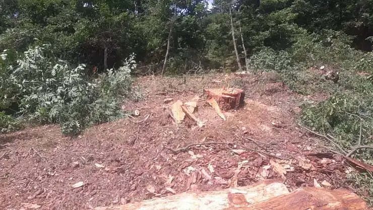 Cengiz Holding, Kazdağları’nda bakır madeni için ağaç kesmeye başladı