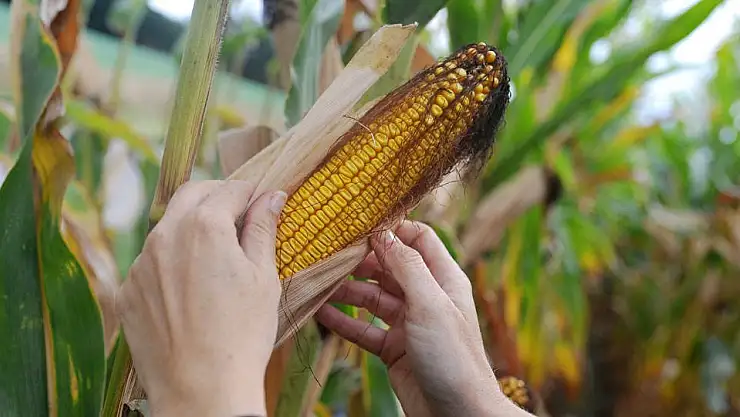 CHP'li Tanal: TMO mısır üreticisini kandırdı