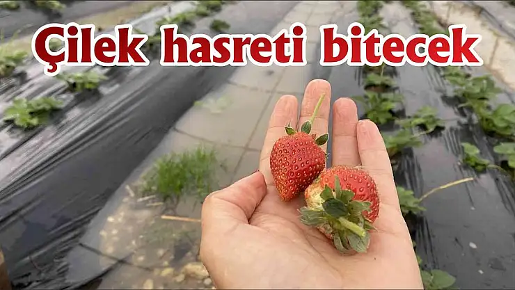 Çilek hasreti bitecek