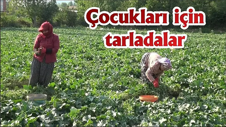 Çocukları için tarladalar
