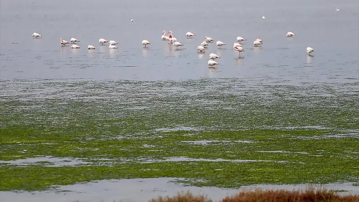 Deniz yosunu, İzmir Körfezi’nde yeniden yayılıyor