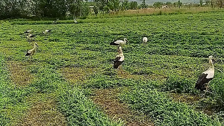 Denizli’de  leylekler hasada eşlik etti