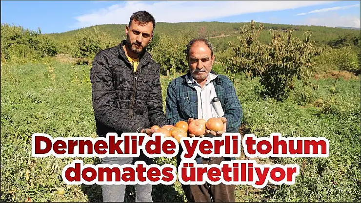 Dernekli'de yerli tohum domates üretiliyor