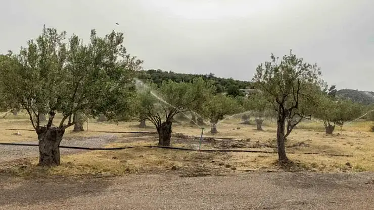 Dikili'de Toprak Suya Kavuştu, Umut Yeşerdi!