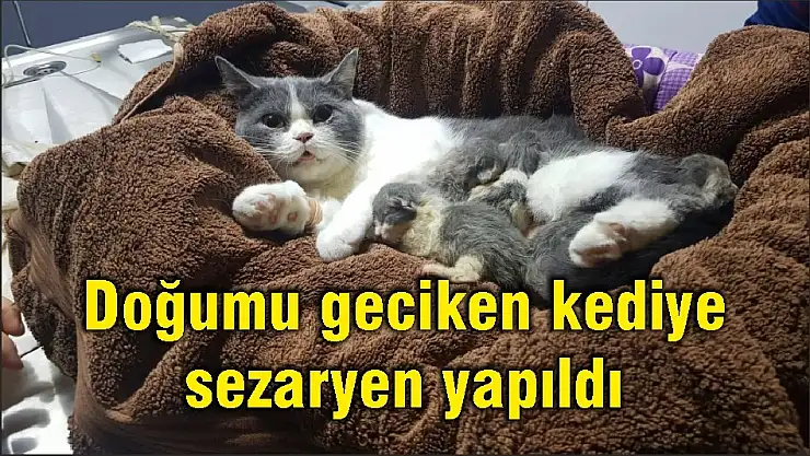 Doğumu geciken kediye sezaryen yapıldı