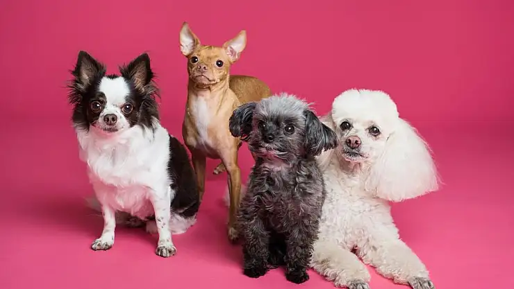 Eğitilebilirlikleriyle Öne Çıkan 5 Köpek Cinsi