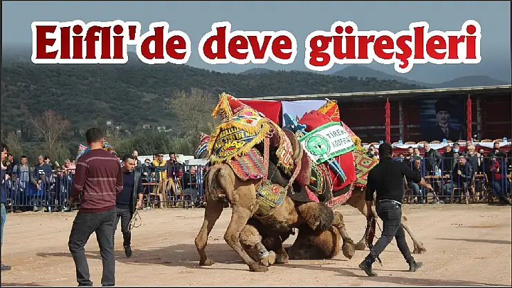 Elifli'de deve güreşleri