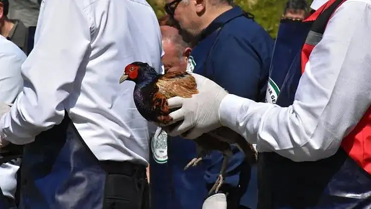 Fındık Bahçelerinde Sülün Devrimi: 800 Sülün Kokarcaya Karşı Doğada