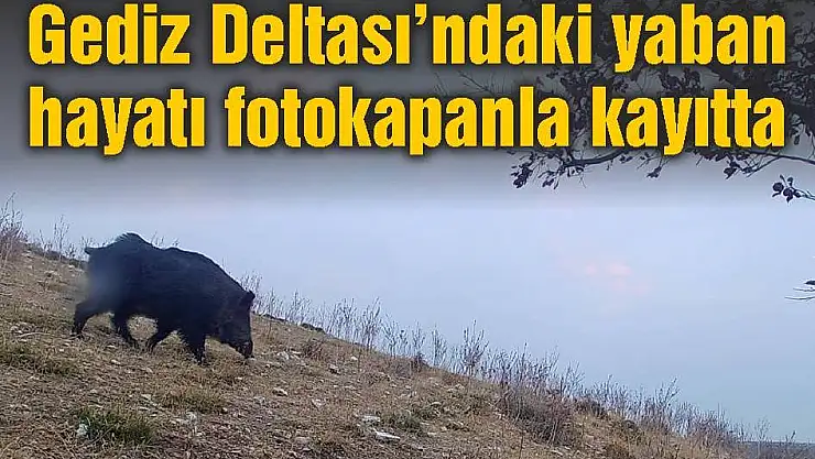Gediz Deltası’ndaki yaban hayatı fotokapanla kayıtta