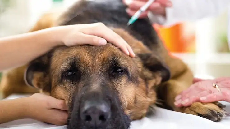 Hakkari'de sokak hayvanlarına aşı