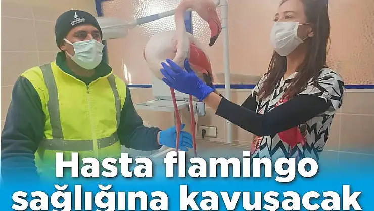 Hasta flamingo sağlığına kavuşacak