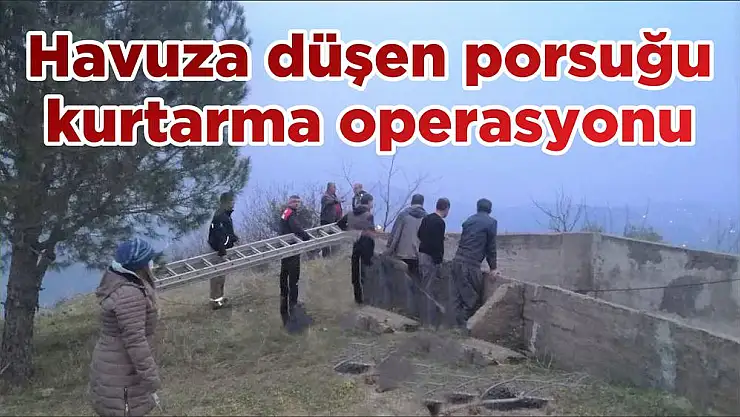 Havuza düşen porsuğu kurtarma operasyonu