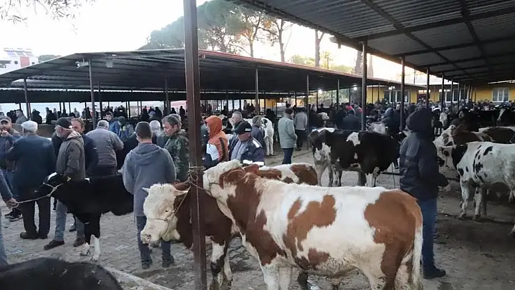 Hayvan pazarları yeniden açıldı