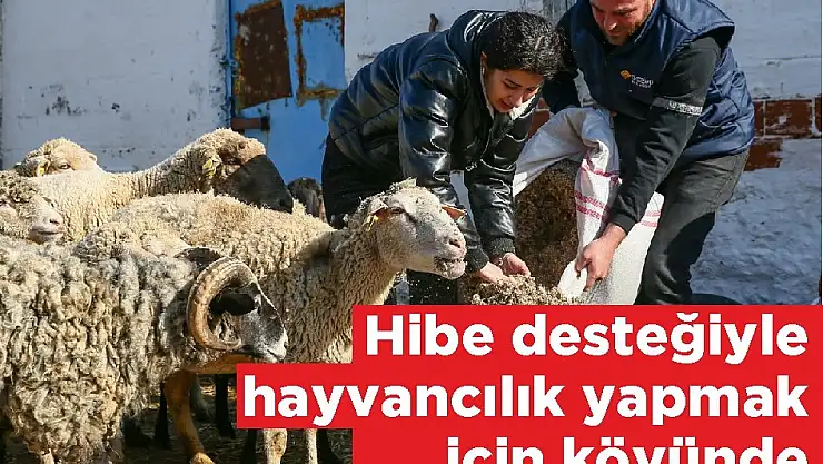 Hibe desteğiyle hayvancılık yapmak için köyünde