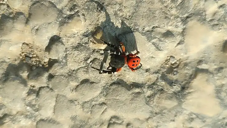 Hürriyet Mahallesi'nde de Zehirli Örümcek Endişesi