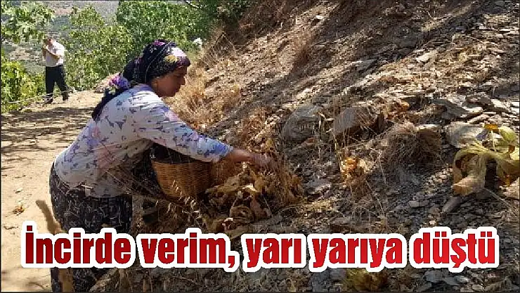 İncirde verim, yarı yarıya düştü