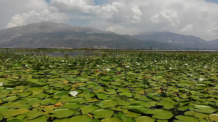 Işıklı Gölü’nü nilüferler kaplamaya başladı