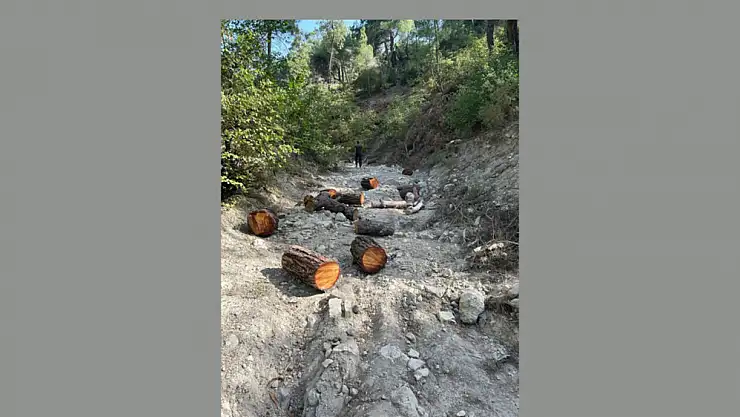 İzinsiz ağaç kesen kişi yakalandı