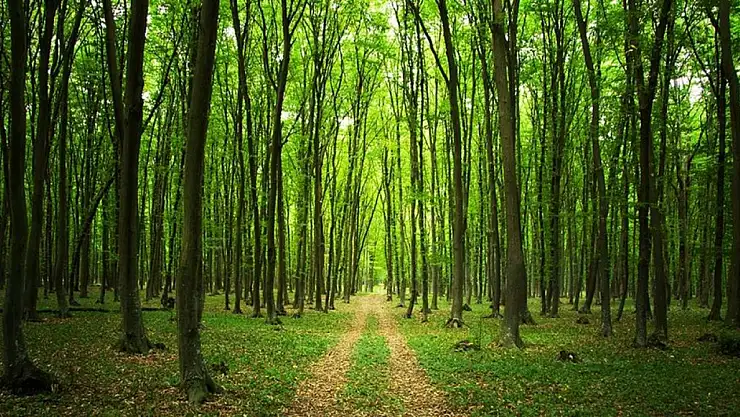 İzmir'de Ormanlara Giriş Yasaklandı
