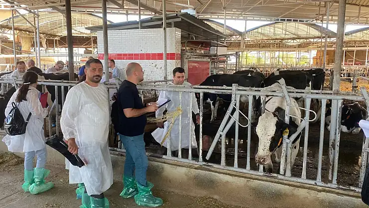 İzmir'de Sığır Irkları İçin Tip ve Kondisyon Eğitimi