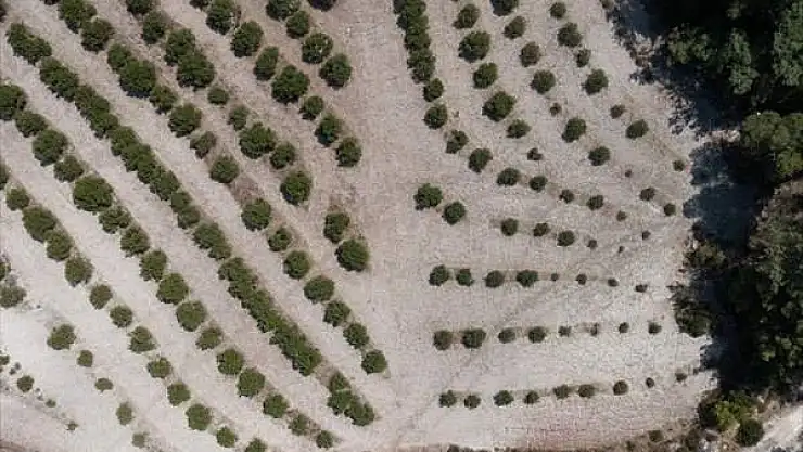 İzmir’de Sakız Üretiminde Urla’da İlk Hasat Yapıldı
