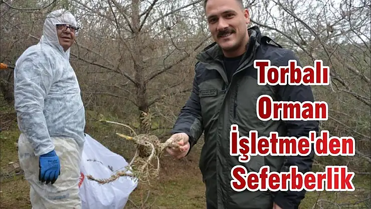 İzmir'in ormanları kadınlara emanet