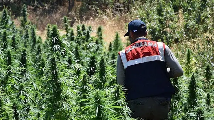 Jandarmadan ‘Hint Keneviri’ operasyonu