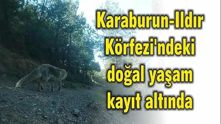 Karaburun-Ildır Körfezi’ndeki doğal yaşam kayıt altında
