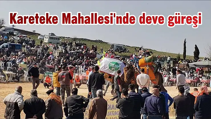 Kareteke Mahallesi'nde deve güreşi