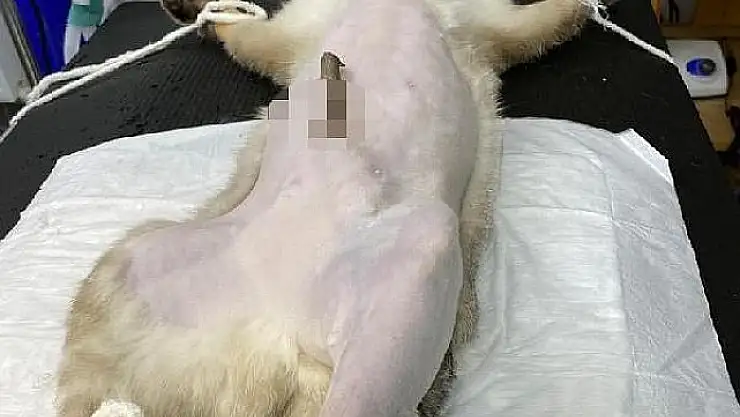Karnına dal saplanan kedi, Ameliyatla taburcu oldu