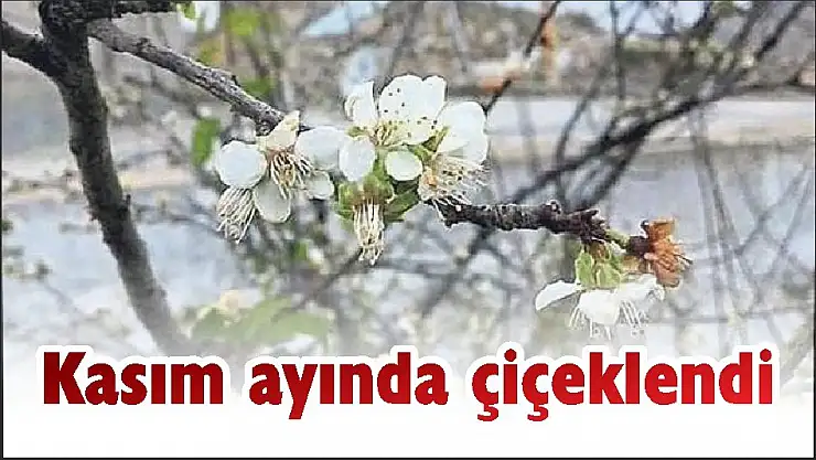Kasım ayında çiçeklendi
