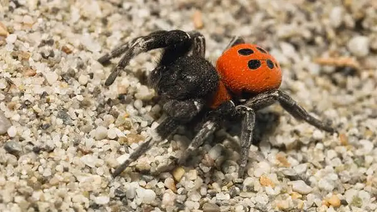 Kaymakçı Mahallesi'nde zehirli örümcek iddiası
