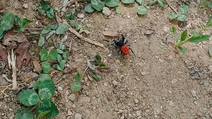 Kiraz Çatak Akçay Yaylası'nda Zehirli Örümcek Görüldü