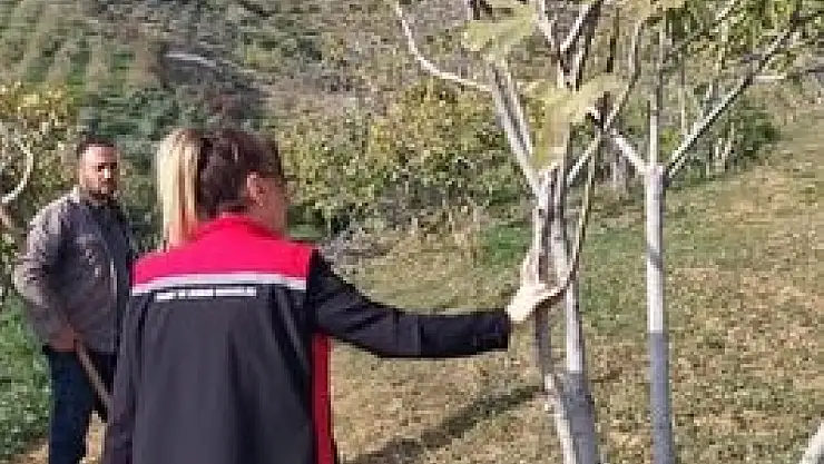 Kiraz'da İncir Bahçelerinde Zararlı ve Hastalık Taraması Yapıldı