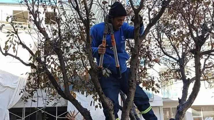 Kiraz'da Parklarda Ağaç Budama Çalışmaları Gerçekleştirildi