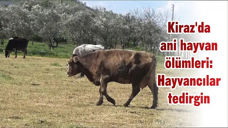 Kiraz'da ani hayvan ölümleri: Hayvancılar tedirgin