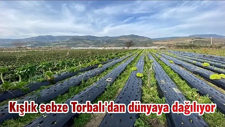 Kışlık sebze Torbalı'dan dünyaya dağılıyor