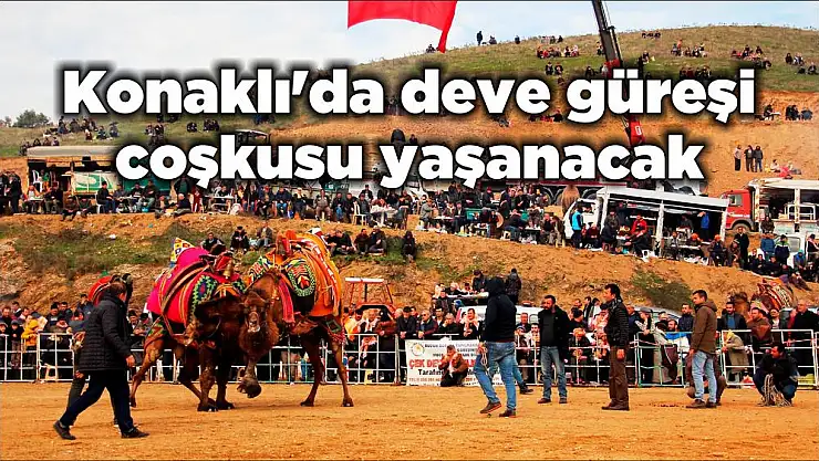 Konaklı'da deve güreşi coşkusu yaşanacak