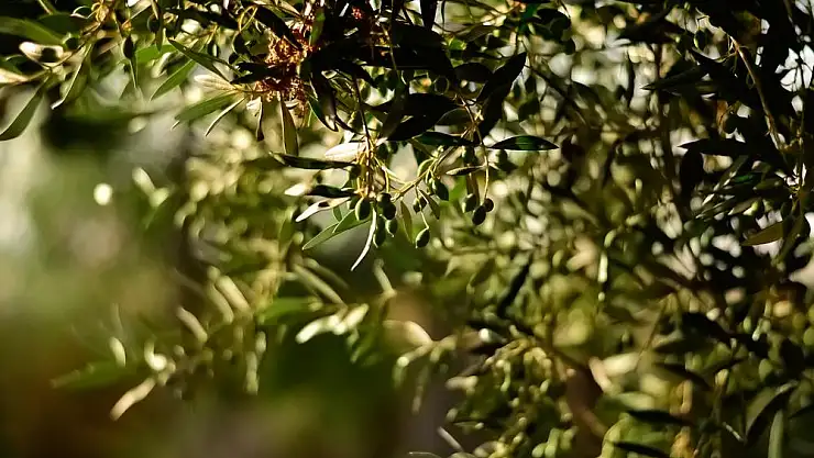 Konut İçin Milyonlarca Zeytin Ağacı Telef Edilecek “Daha İyi Alternatifler Var”
