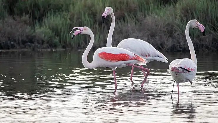 'Körfez'de yüzme mutluluğu yaşayacağız'