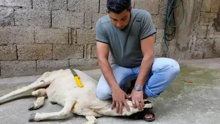Kurban keserken hangi hususlara dikkat edilmelidir? Kimler kurban kesmekle yükümlüdür? Kurbanlık hayvanı elektrik veya narkozla bayıltarak kesmek caiz midir?  Kurban keserken Allah'ın isminin anılmasının, besmele çekilmesinin hükmü nedir? Kesim sırasında 